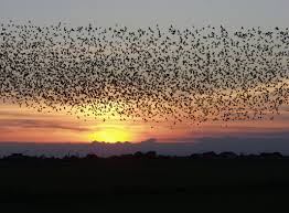birds